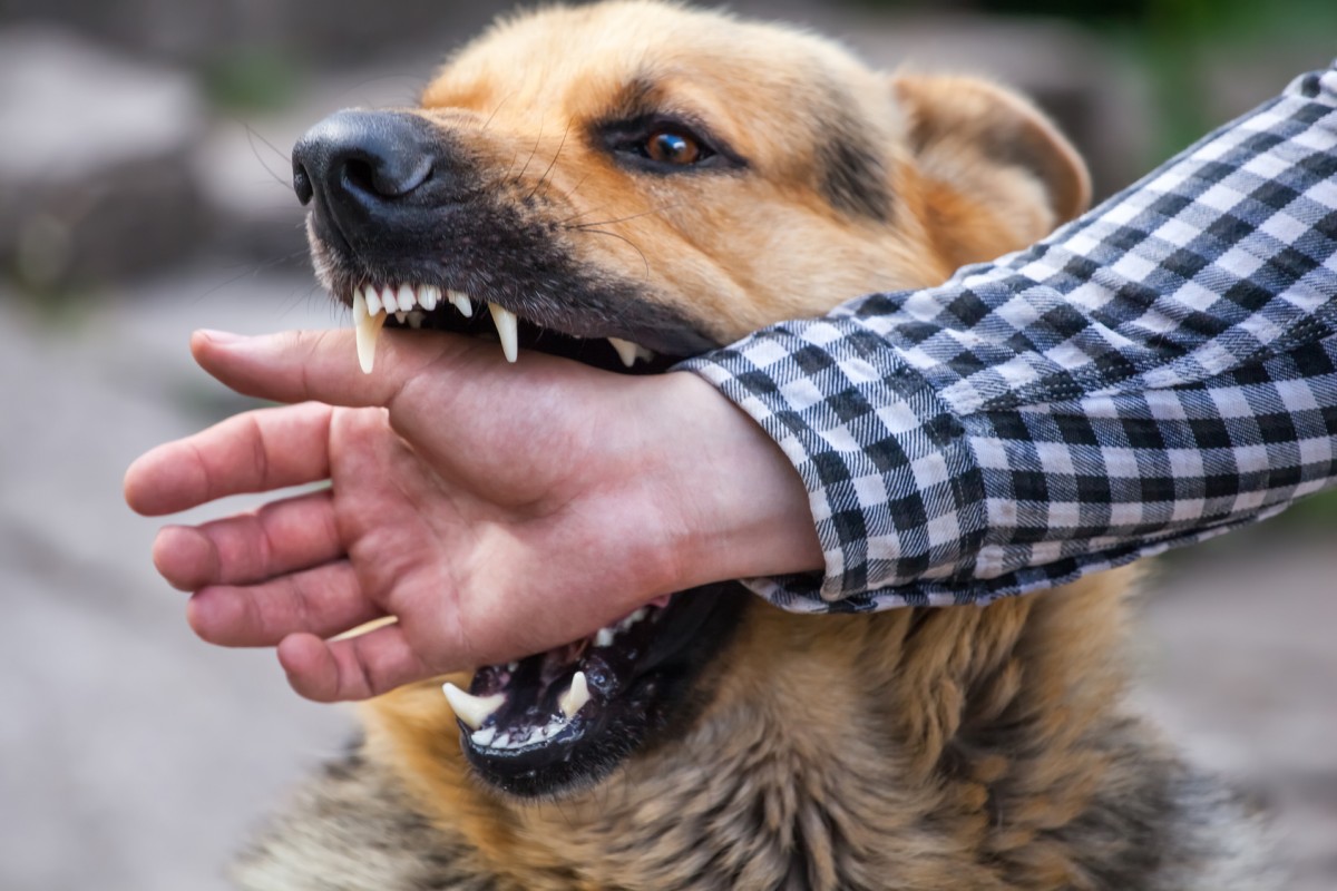 perro de raza pastor alemán mordiendo la mano derecha de un hombre con camisa de cuadros azul y blanco.